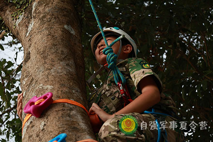 巨樹攀登